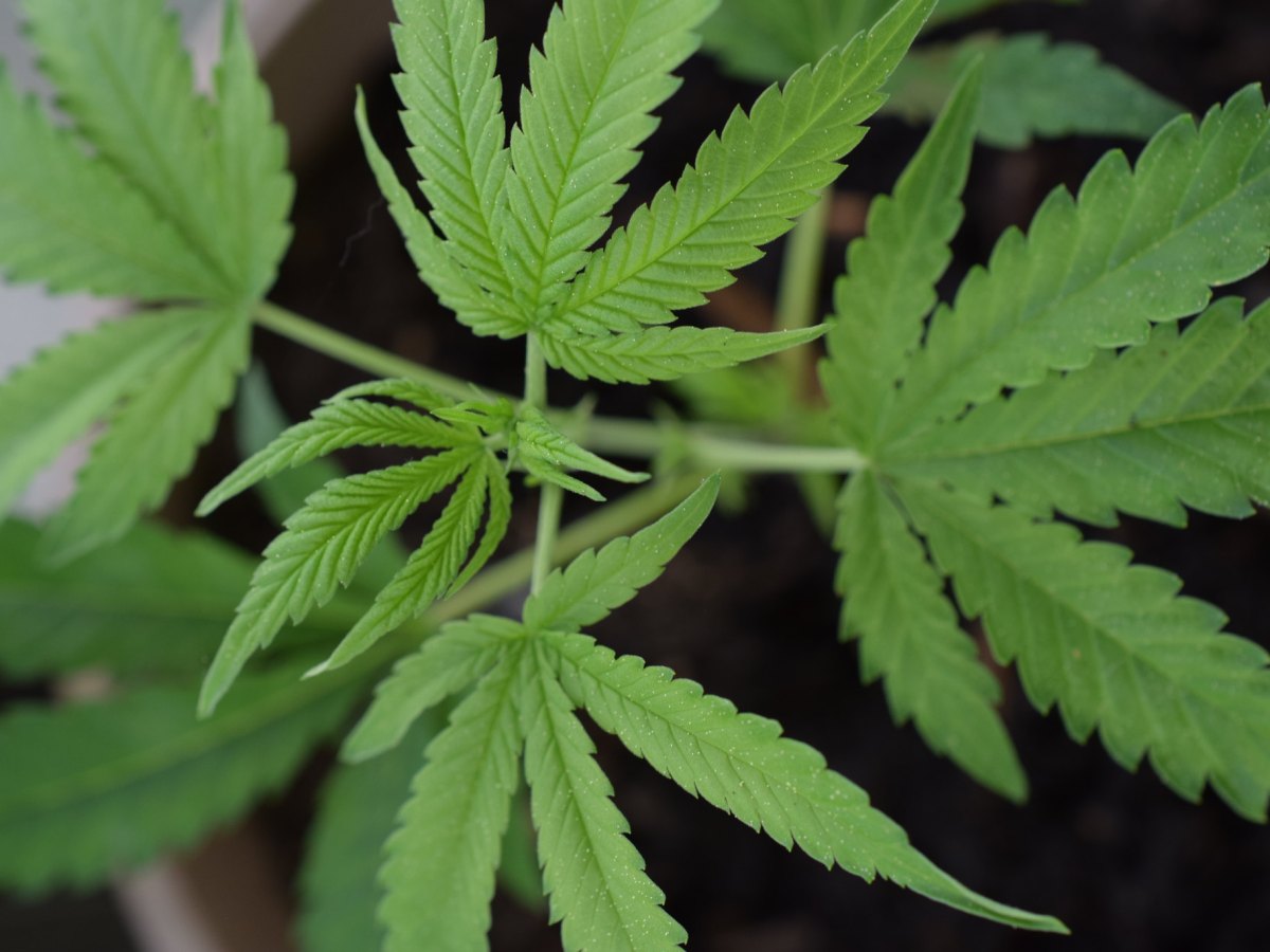 Les effets du CBD sur l’anxiété chez les animaux de&nbsp;compagnie