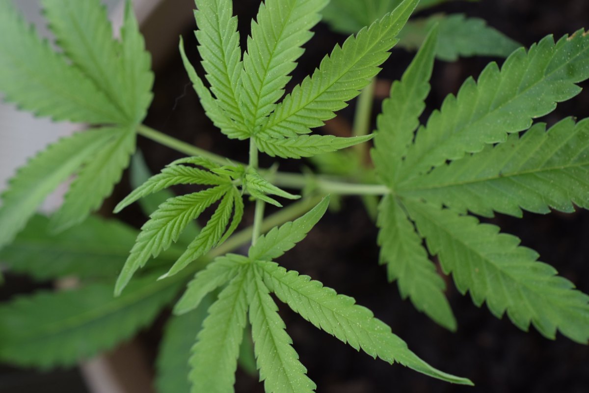 Les effets du CBD sur l’anxiété chez les animaux de&nbsp;compagnie