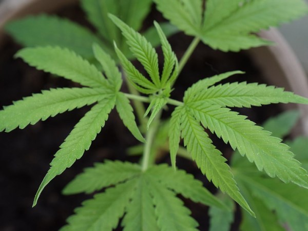 CBD: Alles, was Sie über das CBD wissen&nbsp;sollten